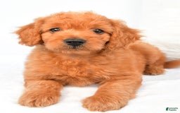 Mini Goldendoodle dogs for sale: Chloe - Image 7