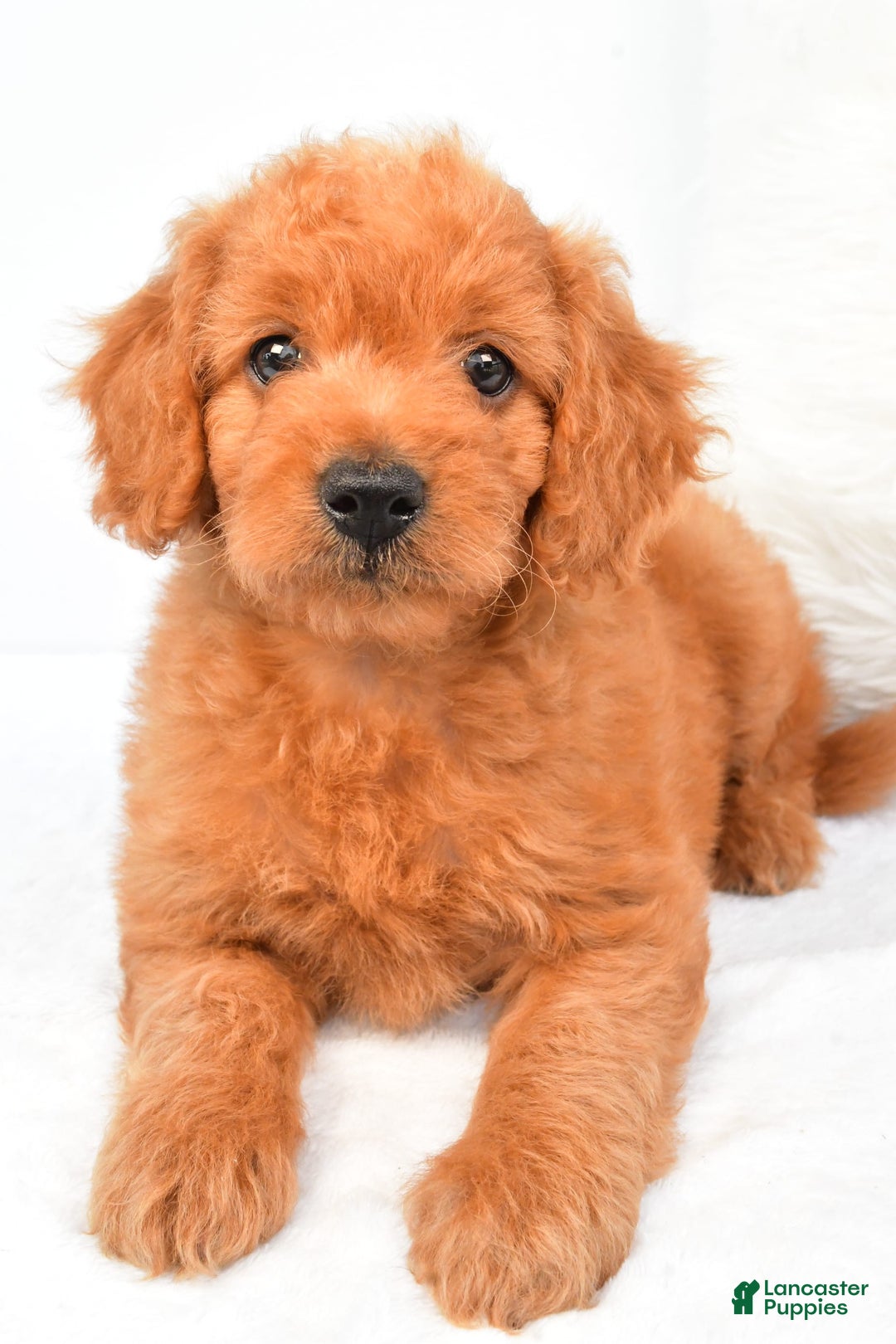 Mini Goldendoodle dogs for sale: Chloe - Image 7