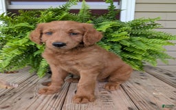 Goldendoodle dogs for sale: Flip - Image 34