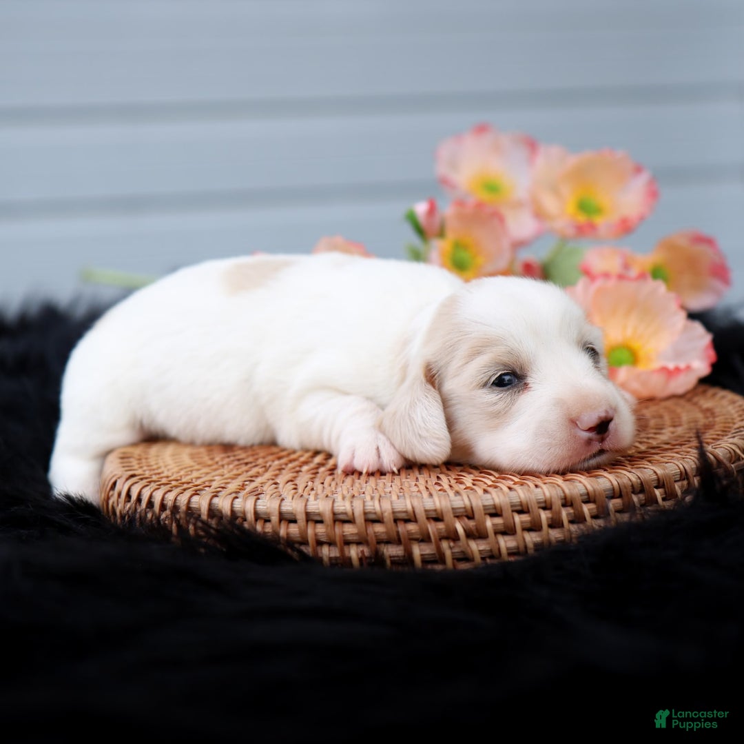 Miniature Dachshund dogs for sale: Sandi - Image 3