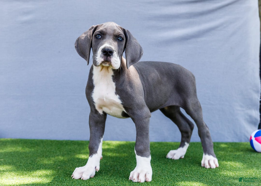 Great Dane dogs for sale: Karen - Image 8