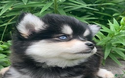 Alaskan Klee Kai dogs for sale: Kai  Toy Boy - Image 5
