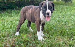 Boxer dogs for sale: Nanni - Image 2