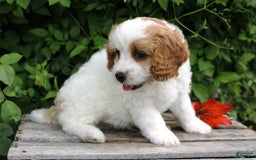 Cavapoo dogs for sale: Lenny - Image 6