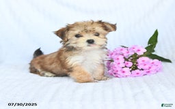 Morkie dogs for sale: Maxwell - Image 1