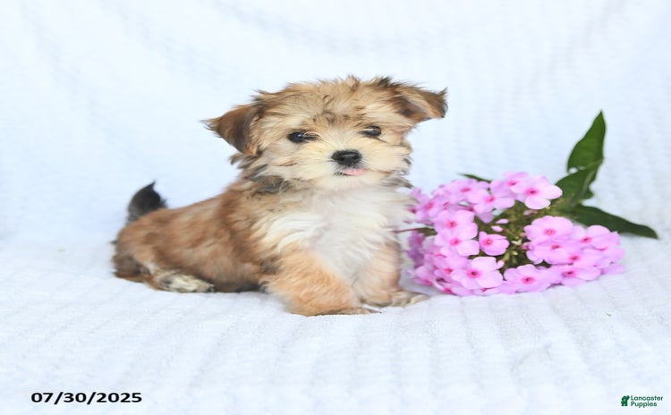 Morkie dogs for sale - Ad 1