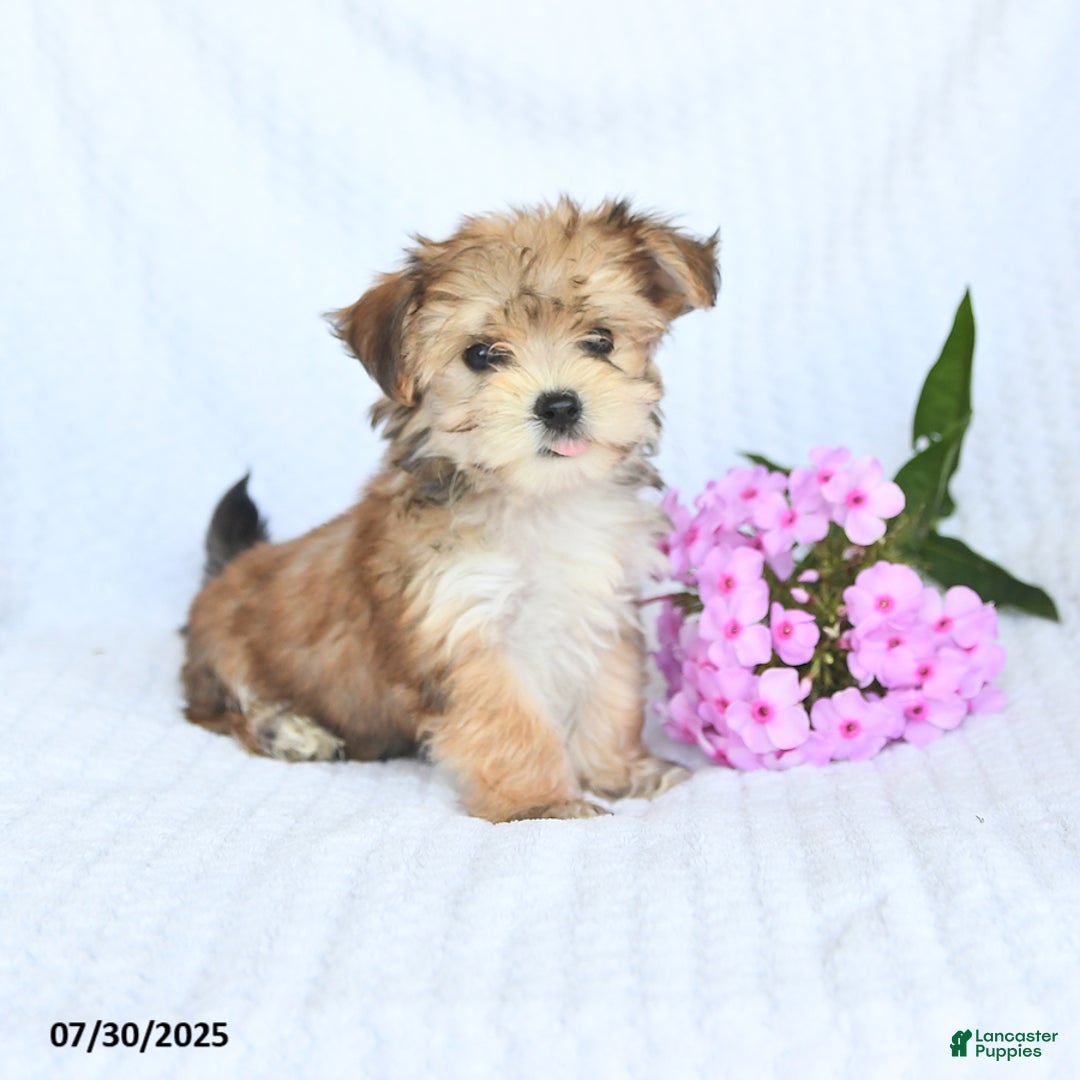 Morkie dogs for sale: Maxwell - Image 1