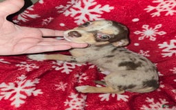 Chihuahua dogs for sale: Merle boy/Green Eyes - Image 2