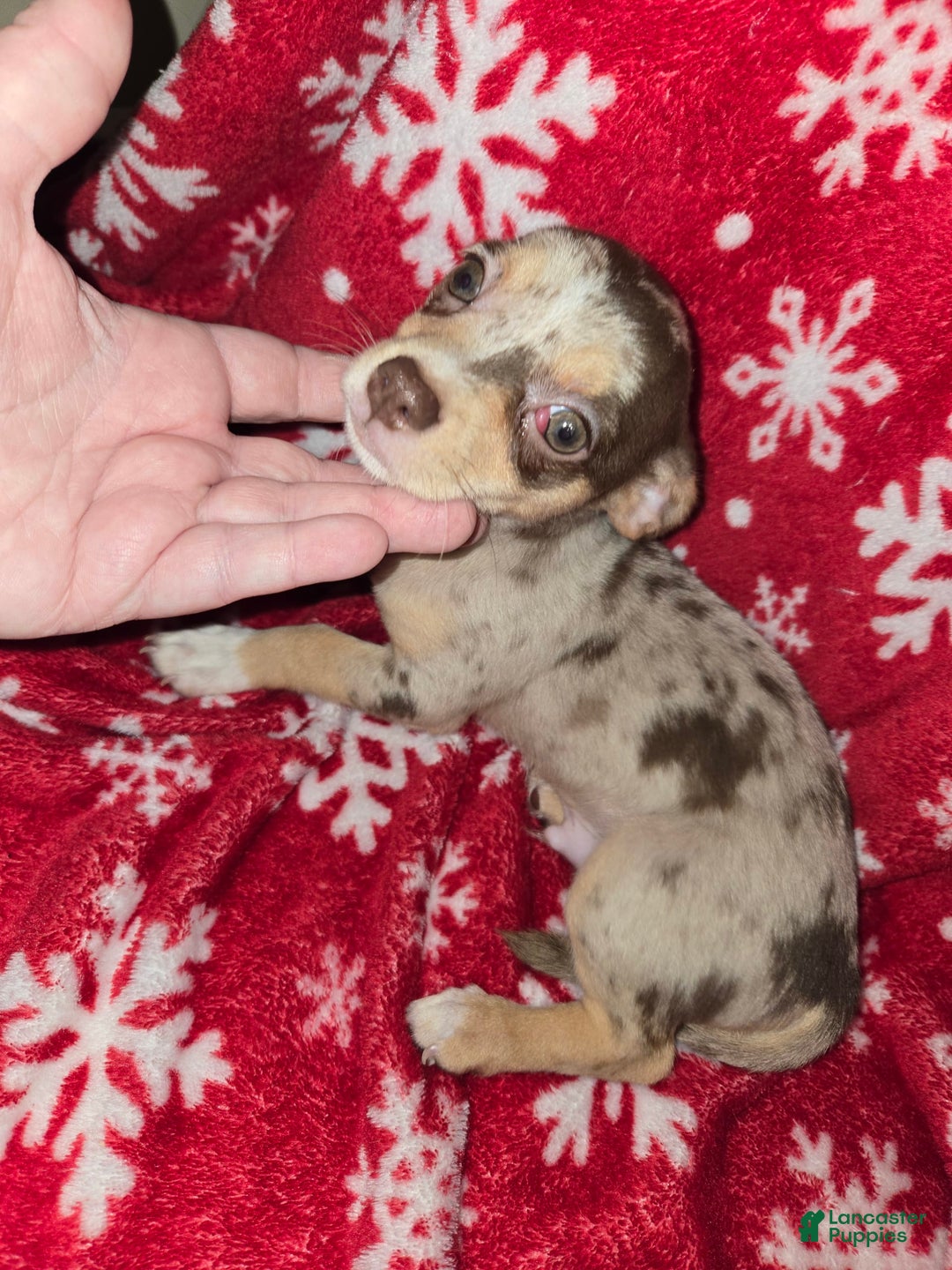 Chihuahua dogs for sale: Merle boy/Green Eyes - Image 2
