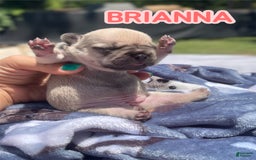 French Bulldog dogs for sale: French Bulldog 4 puppies - Image 5