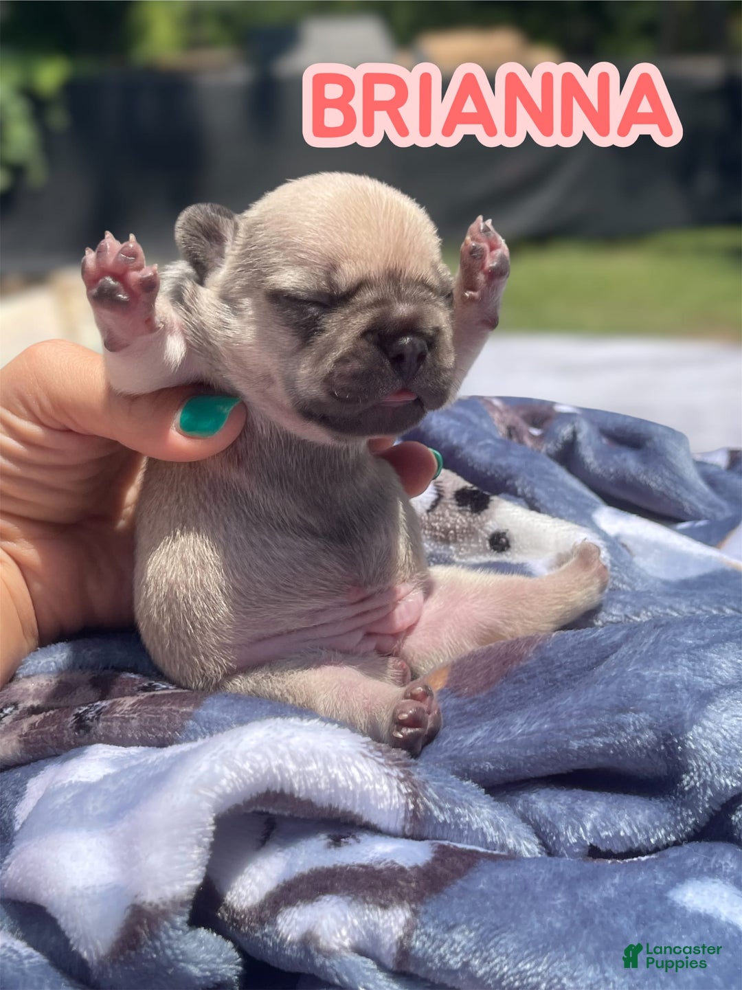 French Bulldog dogs for sale: French Bulldog 4 puppies - Image 5