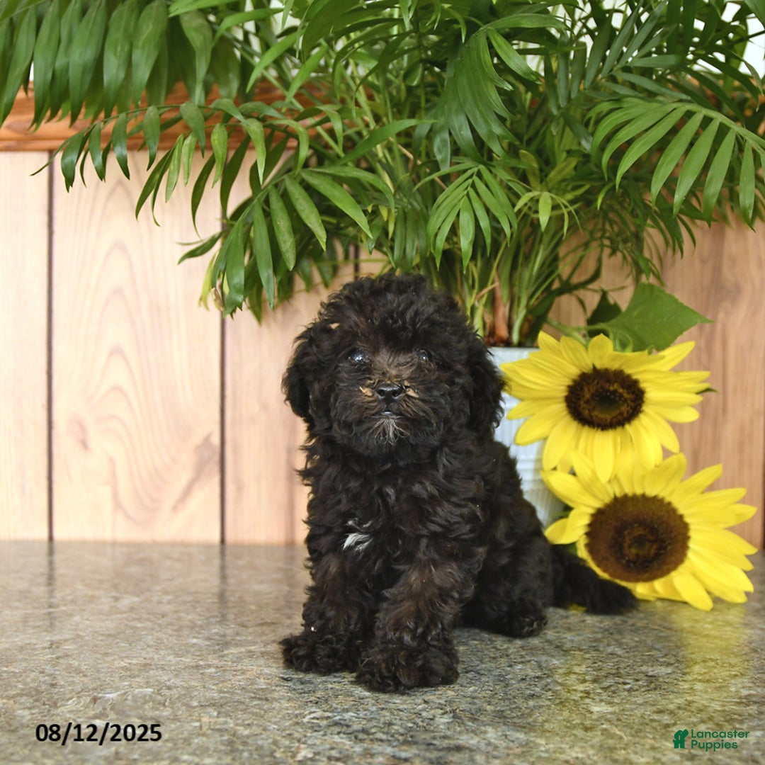 Havapoo dogs for sale: Ava - Image 1