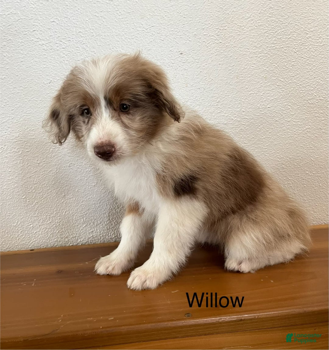 Mini Aussiedoodle dogs for sale: Willow - Image 2