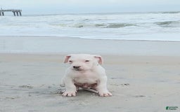 Dogo Argentino dogs for sale: Vampiras Vengeance - Image 7