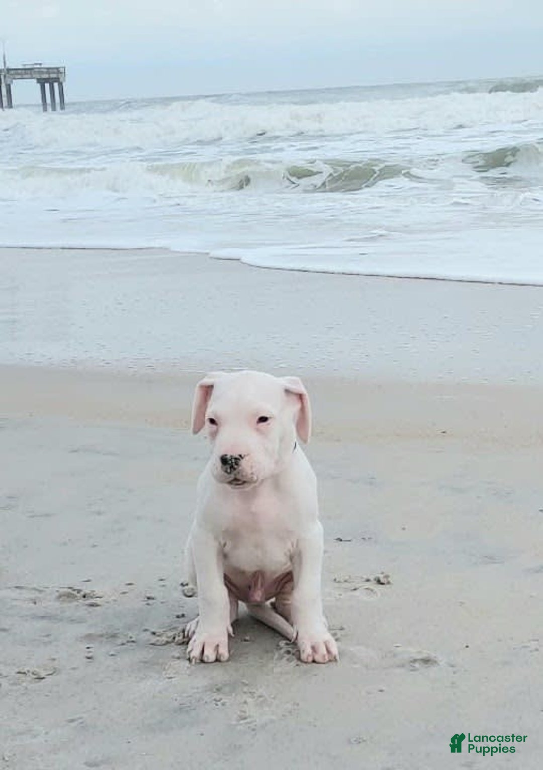 Dogo Argentino dogs for sale: Vampiras Vengeance - Image 7