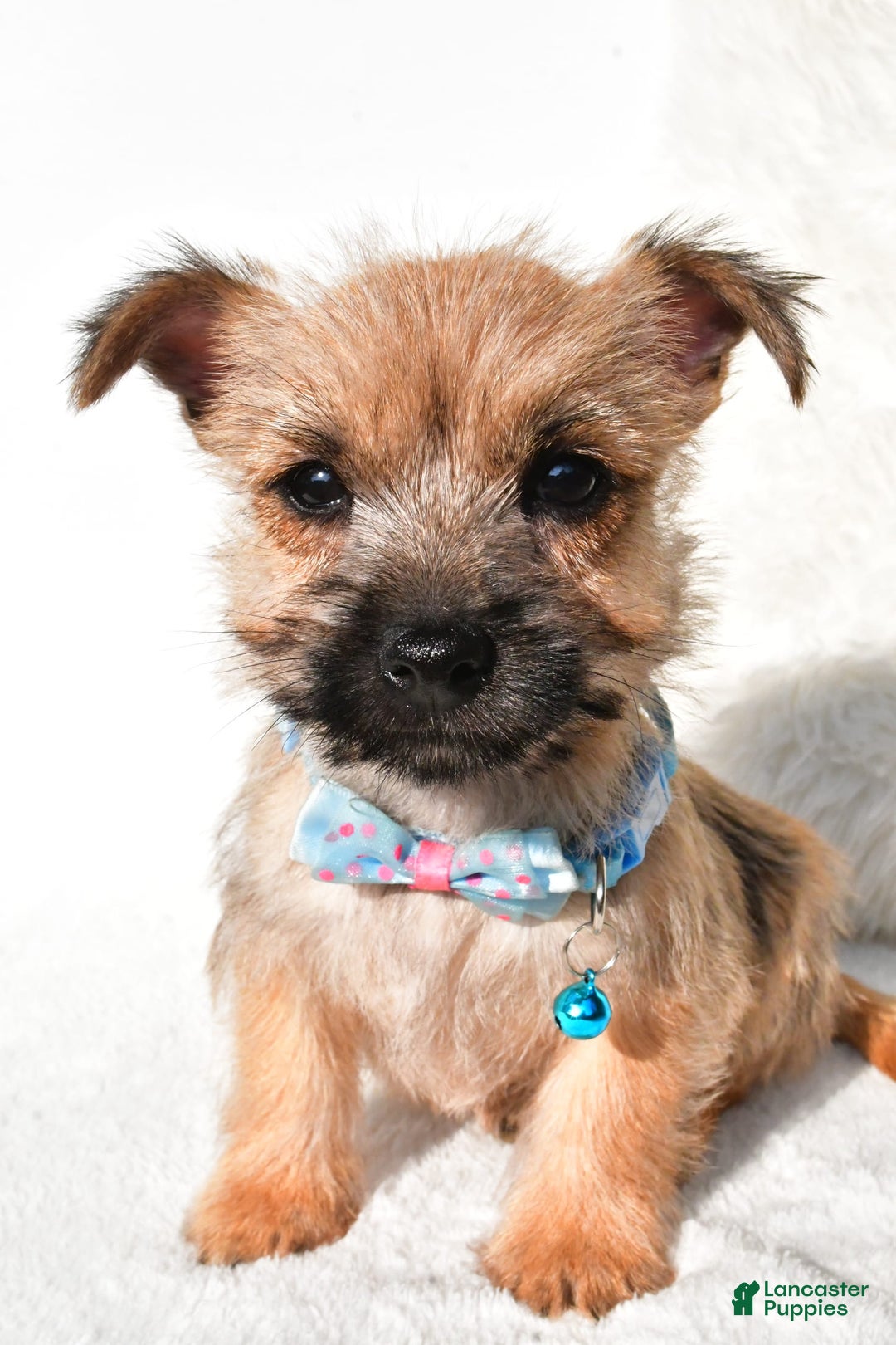 Cairn Terrier dogs for sale: Echo - Image 2