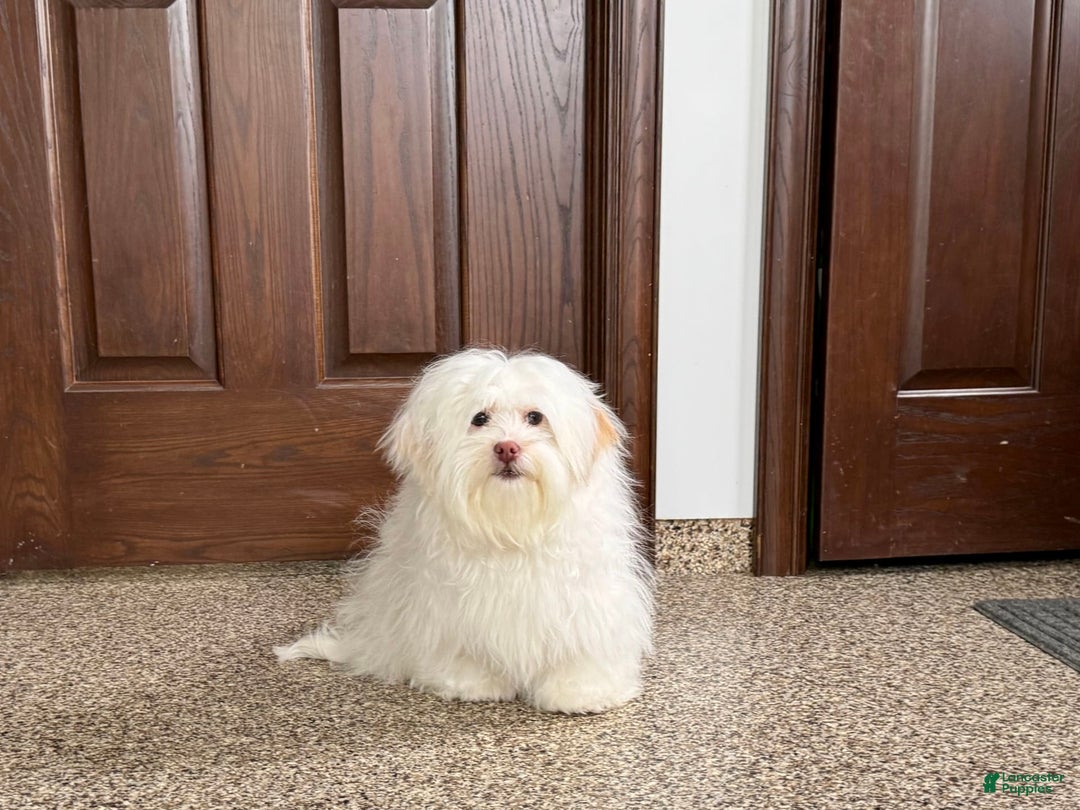 Lhasa Apso dogs for sale: Honey - Image 13