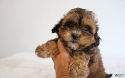Shihpoo dogs for sale: Lady - Image 2