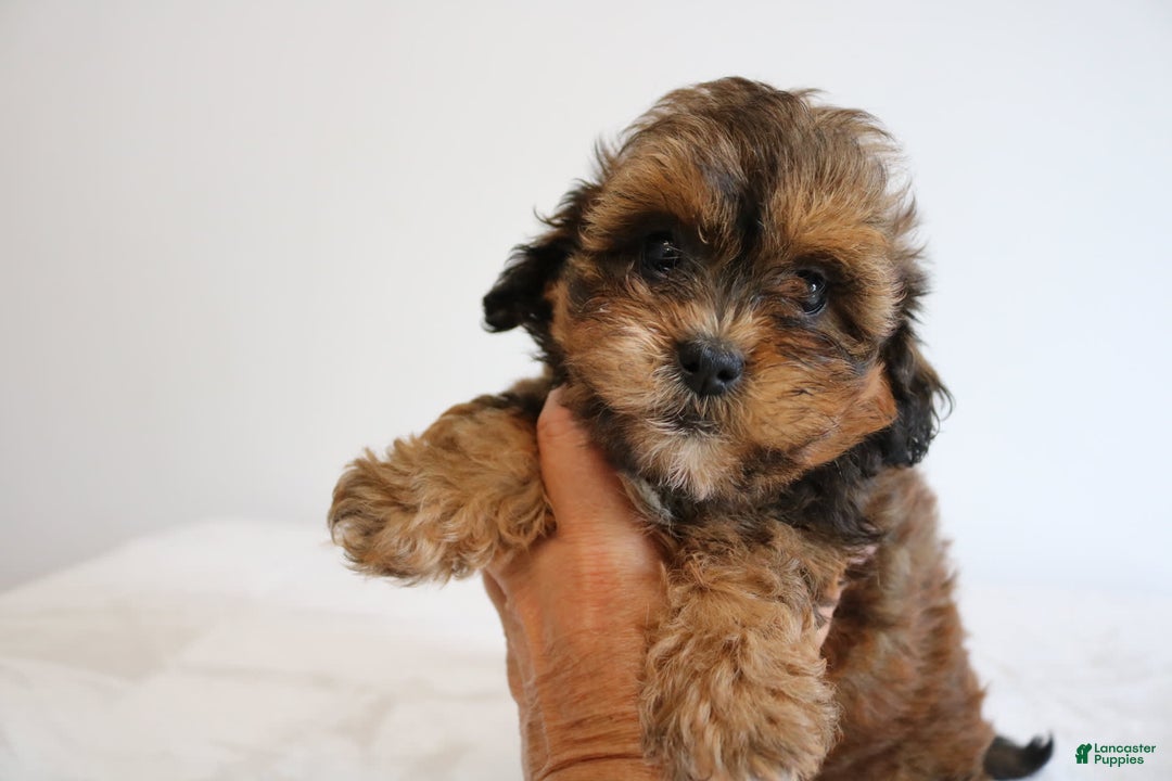 Shihpoo dogs for sale: Lady - Image 2