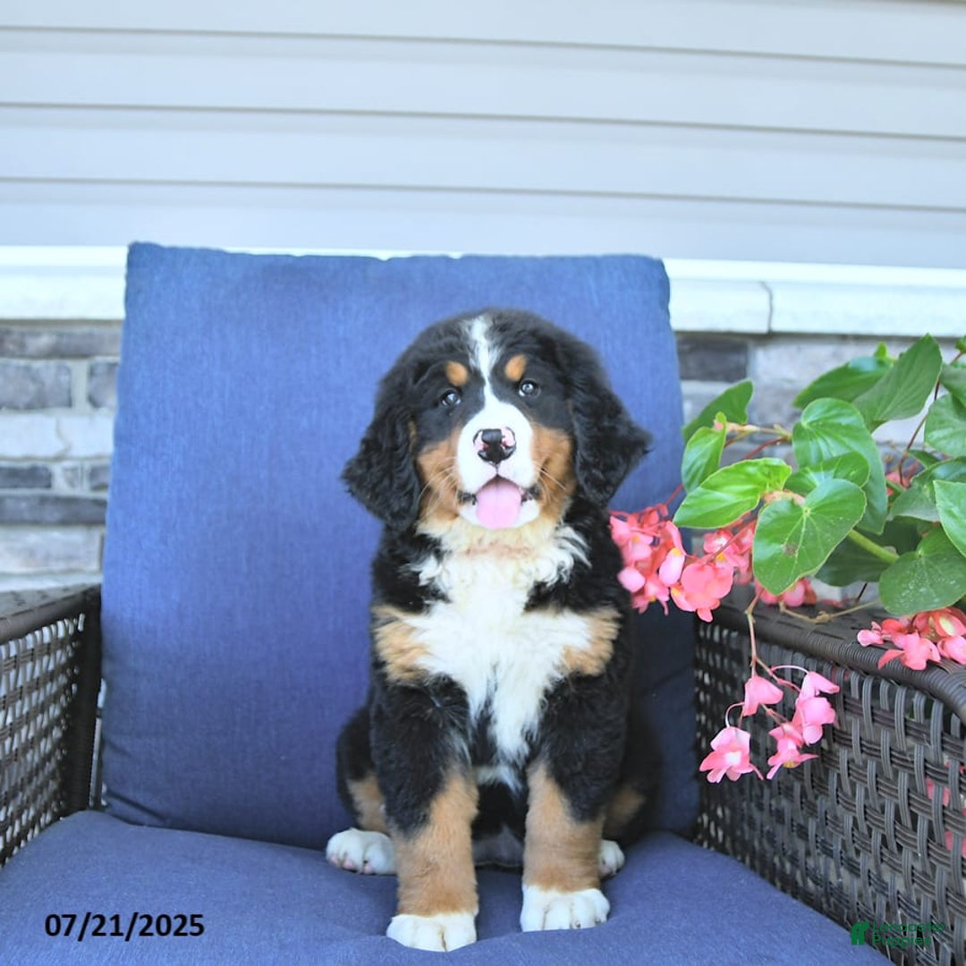 Bernese Mountain Dog dogs for sale: Annie - Image 2