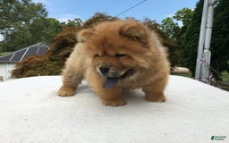 Chow Chow dogs for sale: SLM Red Female - Image 6