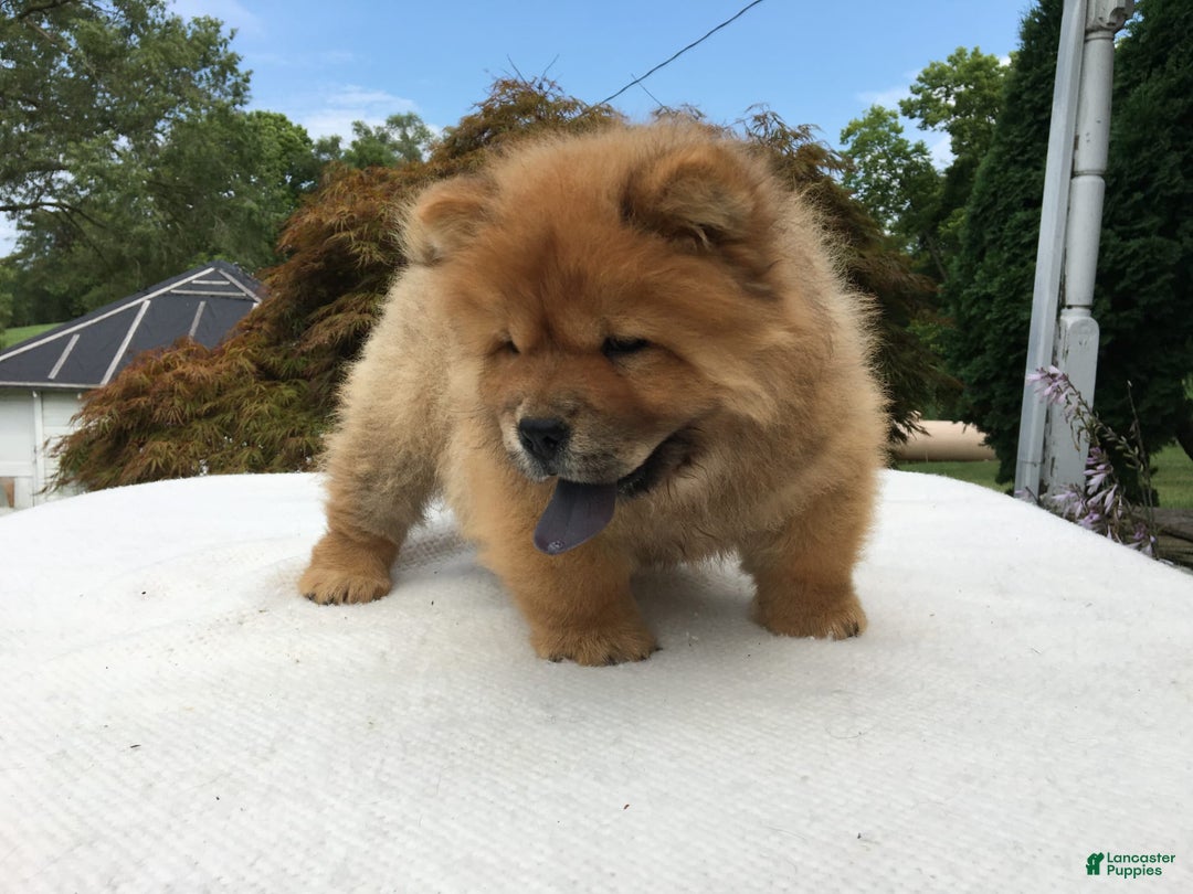 Chow Chow dogs for sale: SLM Red Female - Image 6