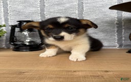 Welsh Corgi Pembroke dogs for sale: Chase - Image 5