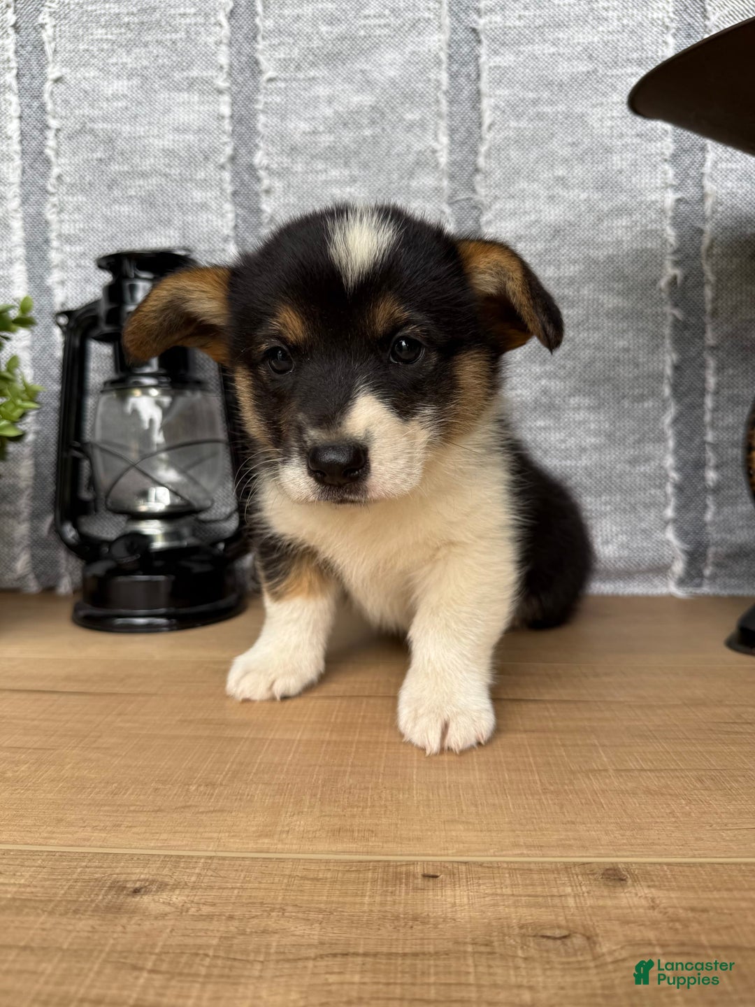 Welsh Corgi Pembroke dogs for sale: Chase - Image 5