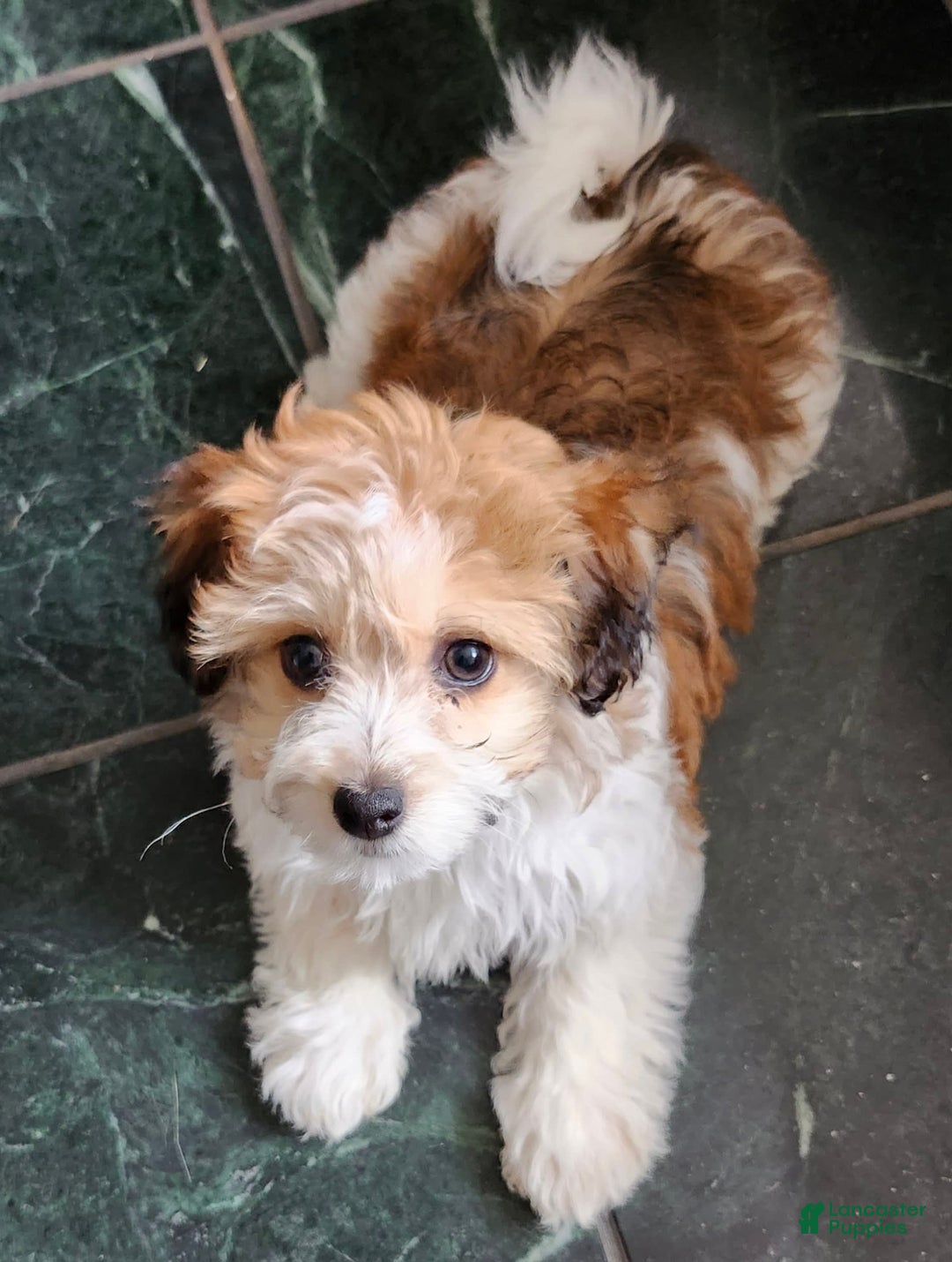Havanese dogs for sale: Chunky Monkey - Image 1