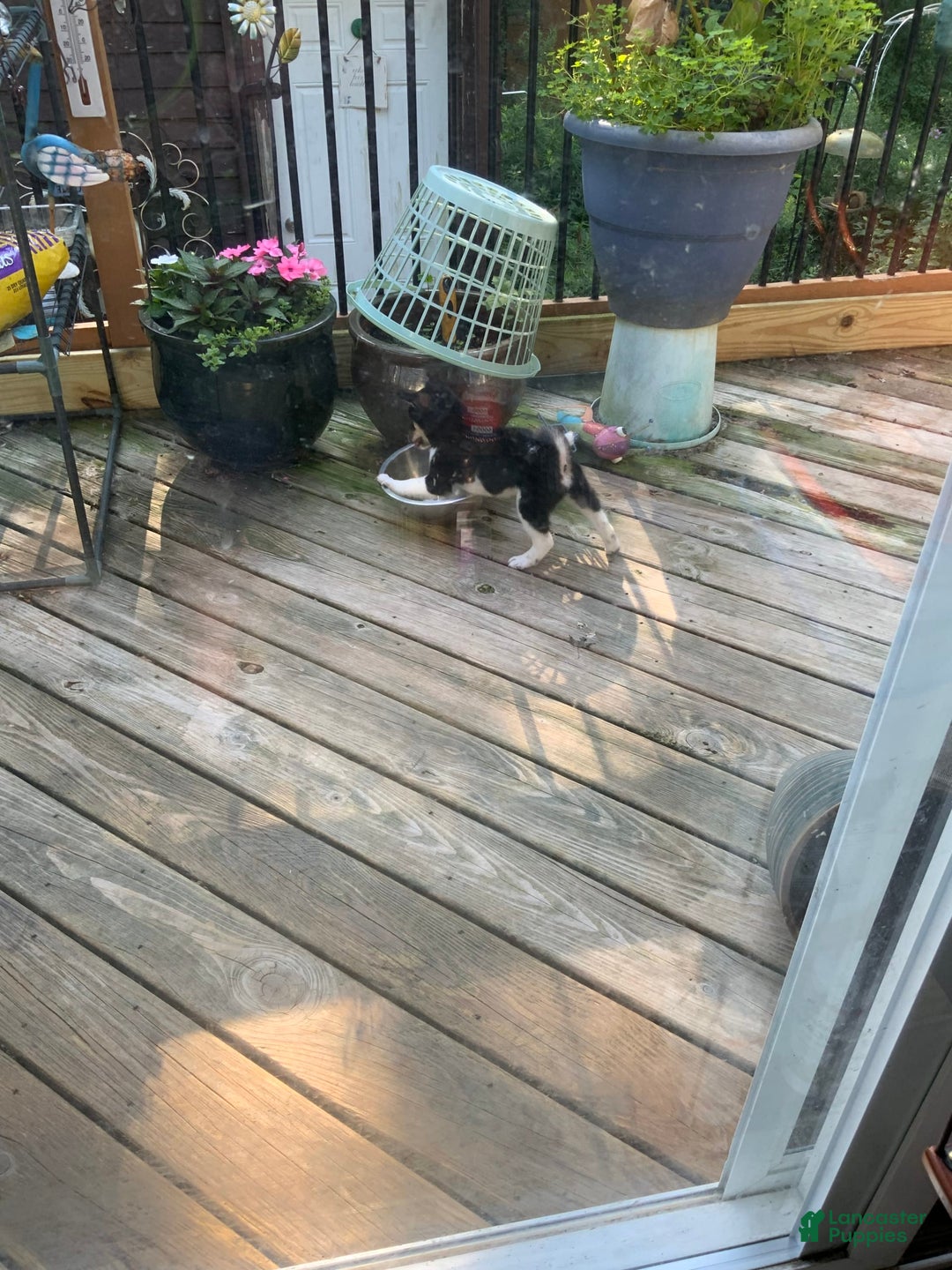 Shiba Inu dogs for sale: 2 Spot - Image 2