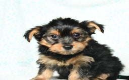 Yorkshire Terrier dogs for sale: Cash - Image 7