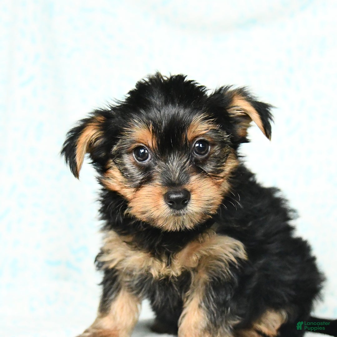 Yorkshire Terrier dogs for sale: Cash - Image 7