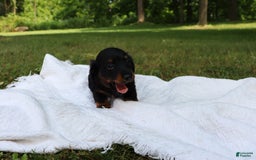 Miniature Dachshund dogs for sale: Milo - Image 6