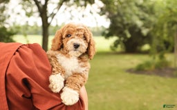 Mini Goldendoodle dogs for sale: Lily - Image 16