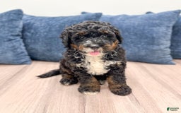 Mini Bernedoodle dogs for sale: Diego - Image 7