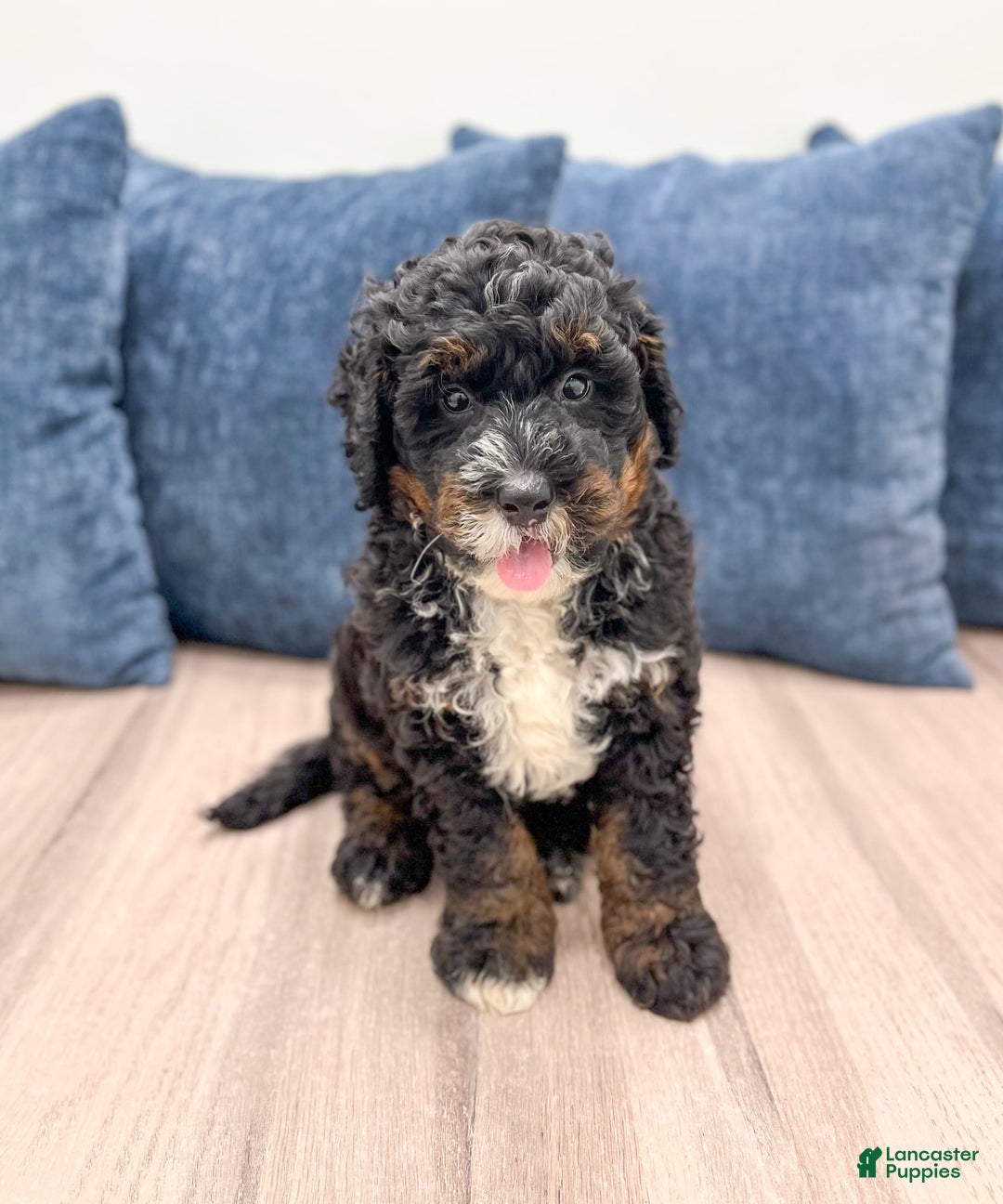 Mini Bernedoodle dogs for sale: Diego - Image 7