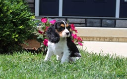 Cavalier King Charles Spaniel dogs for sale: Bear - Image 12