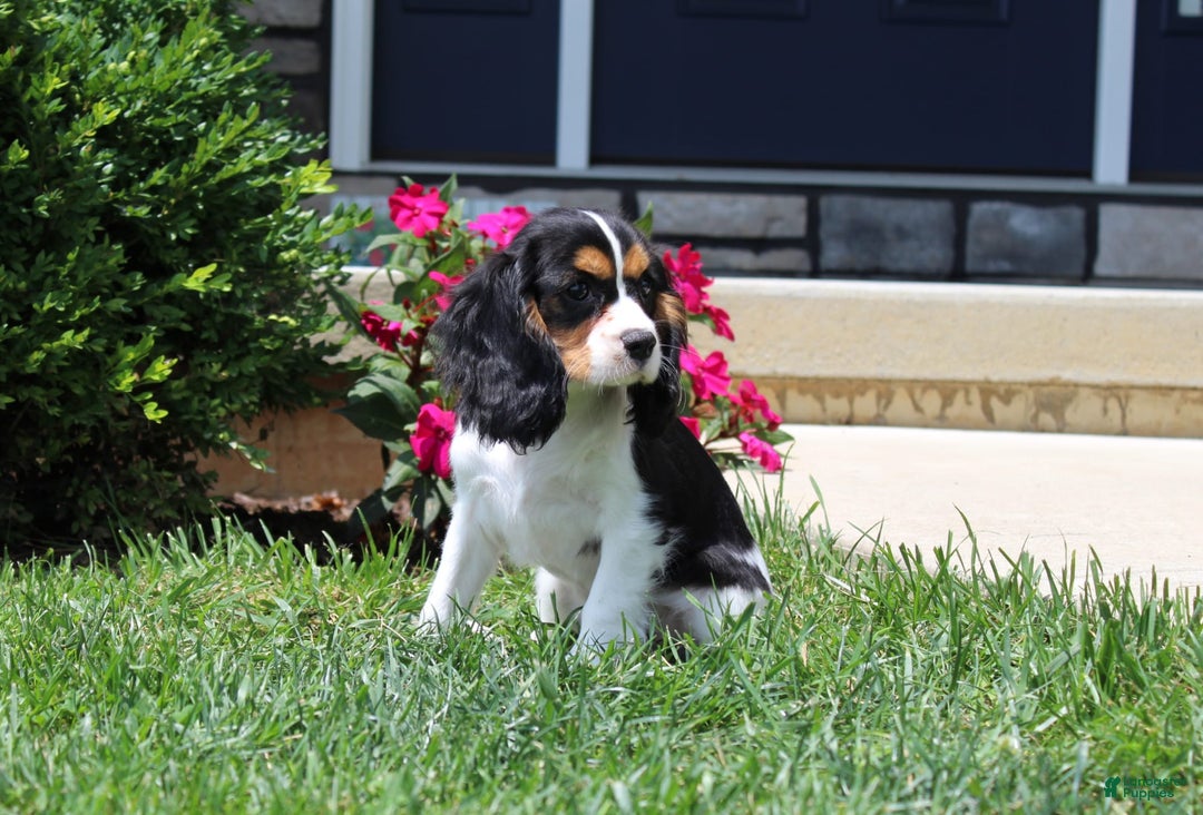 Cavalier King Charles Spaniel dogs for sale: Bear - Image 12