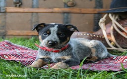 Australian Cattle Dog dogs for sale: Caramel - Image 1