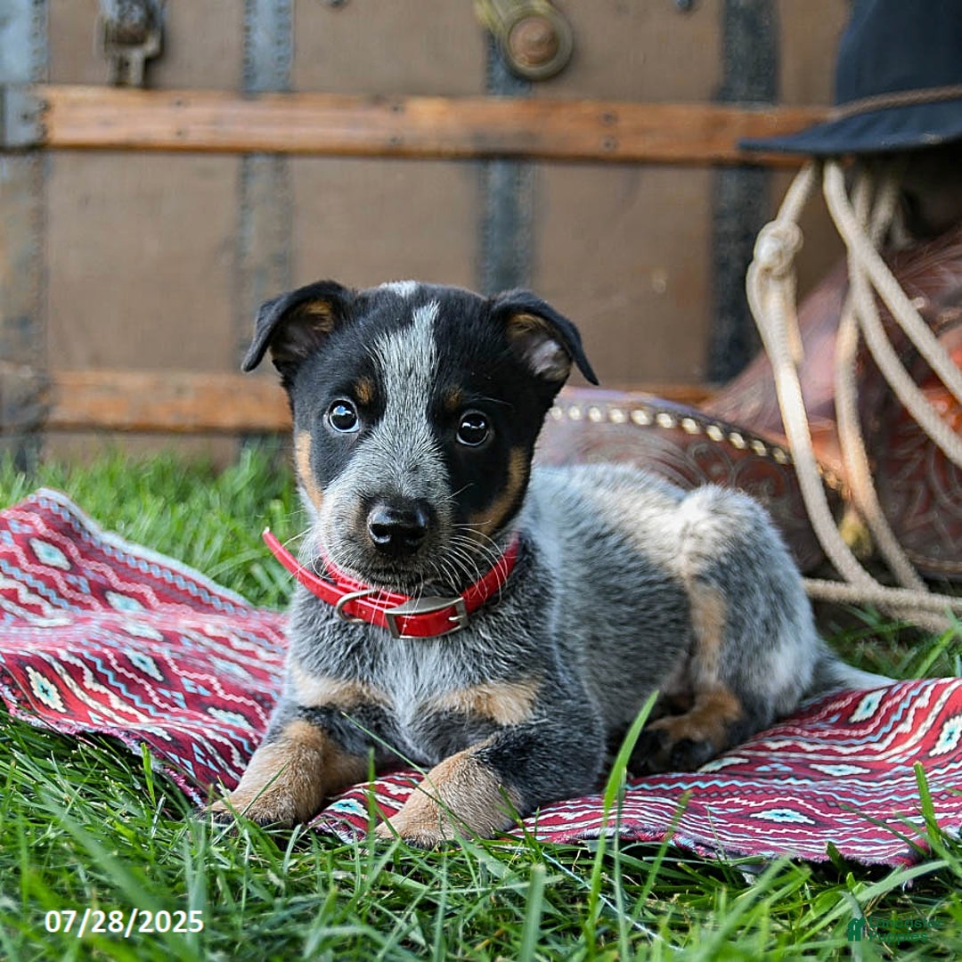 Australian Cattle Dog dogs for sale: Caramel - Image 1