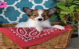 Papillon dogs for sale: Sierra - Image 1