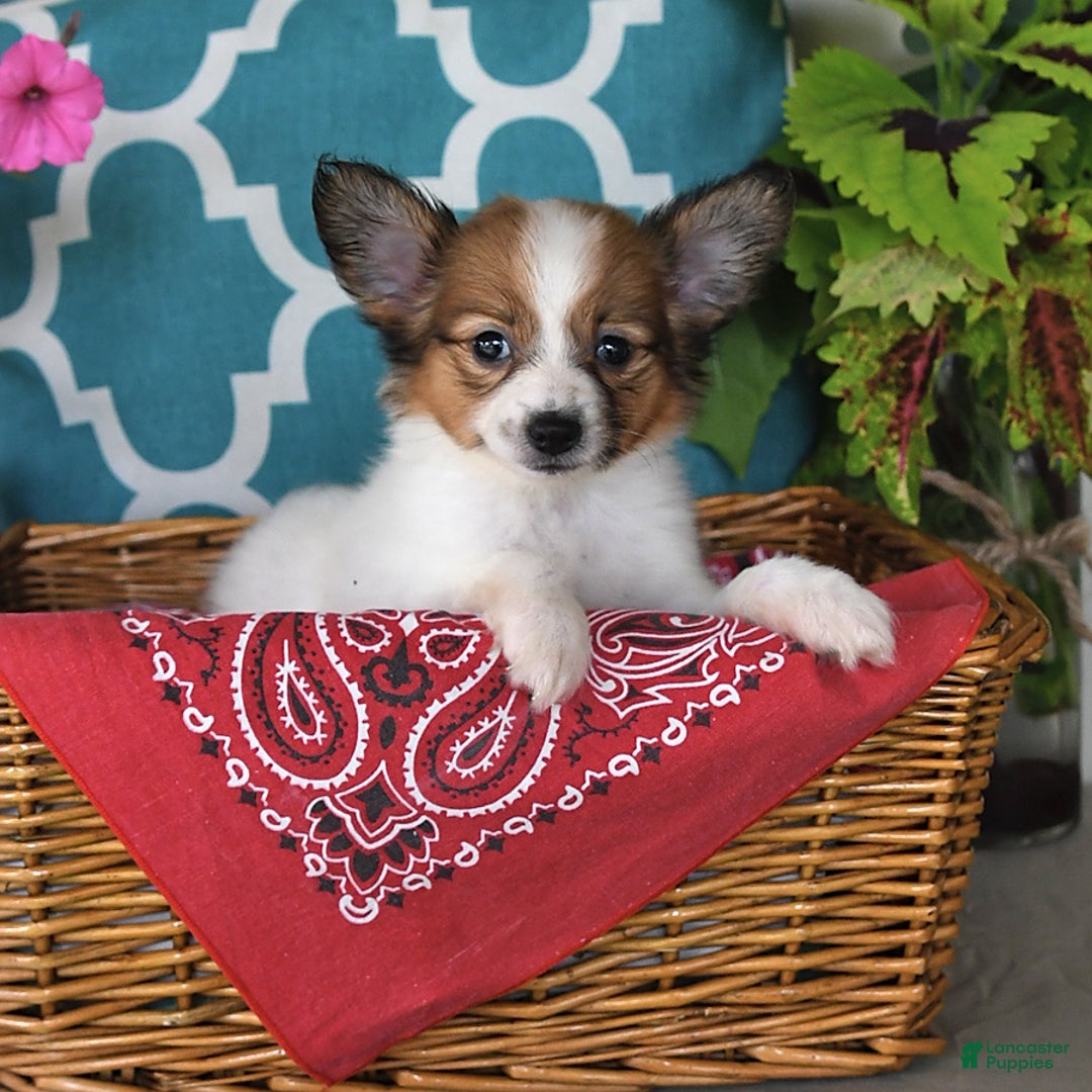 Papillon dogs for sale: Sierra - Image 1