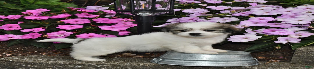 Lily