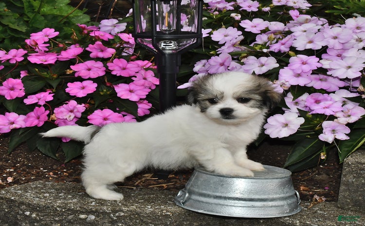 Teddy Bear dogs for sale - Ad 1