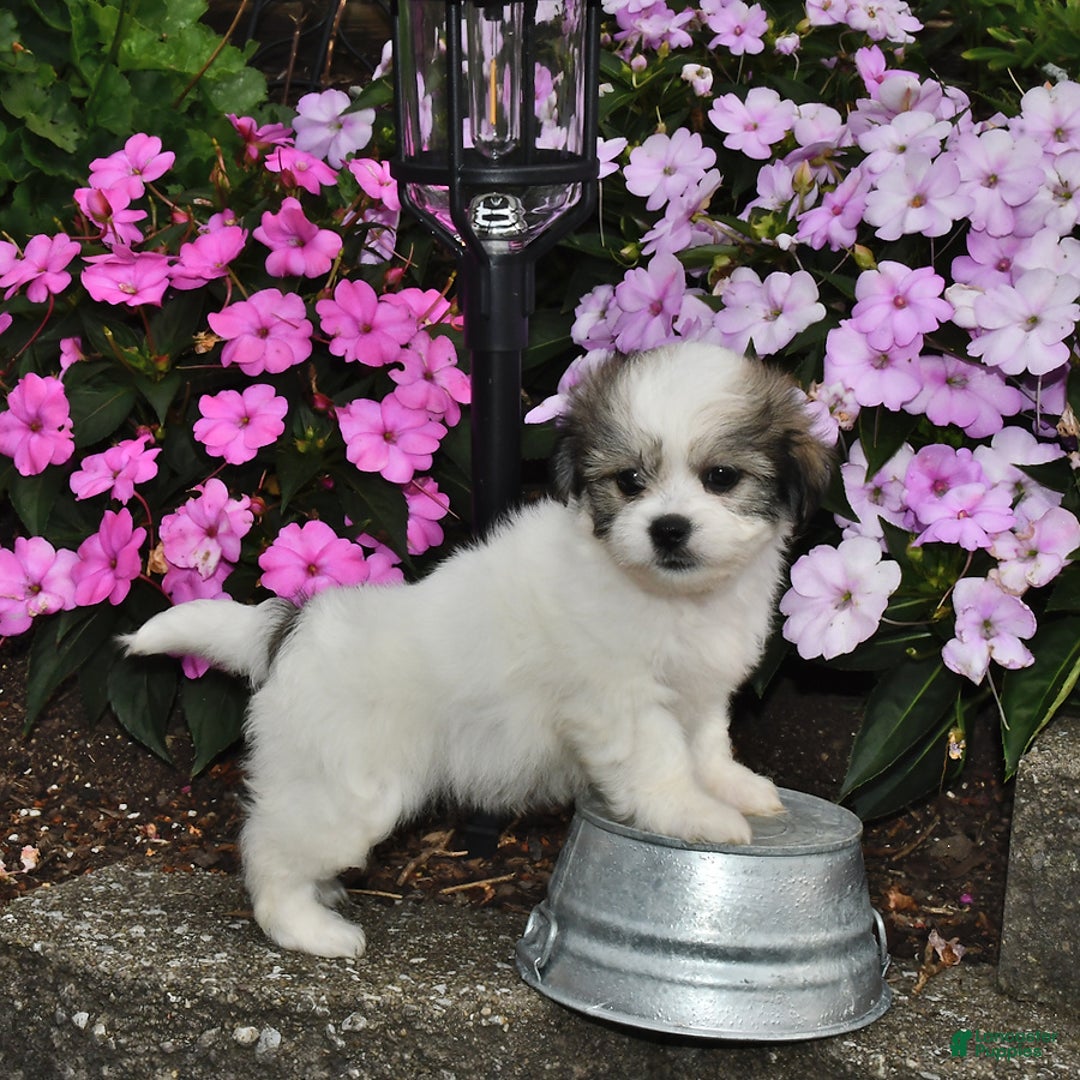Teddy Bear dogs for sale: Lily - Image 1