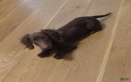 Miniature Dachshund dogs for sale: Ollie - Image 1