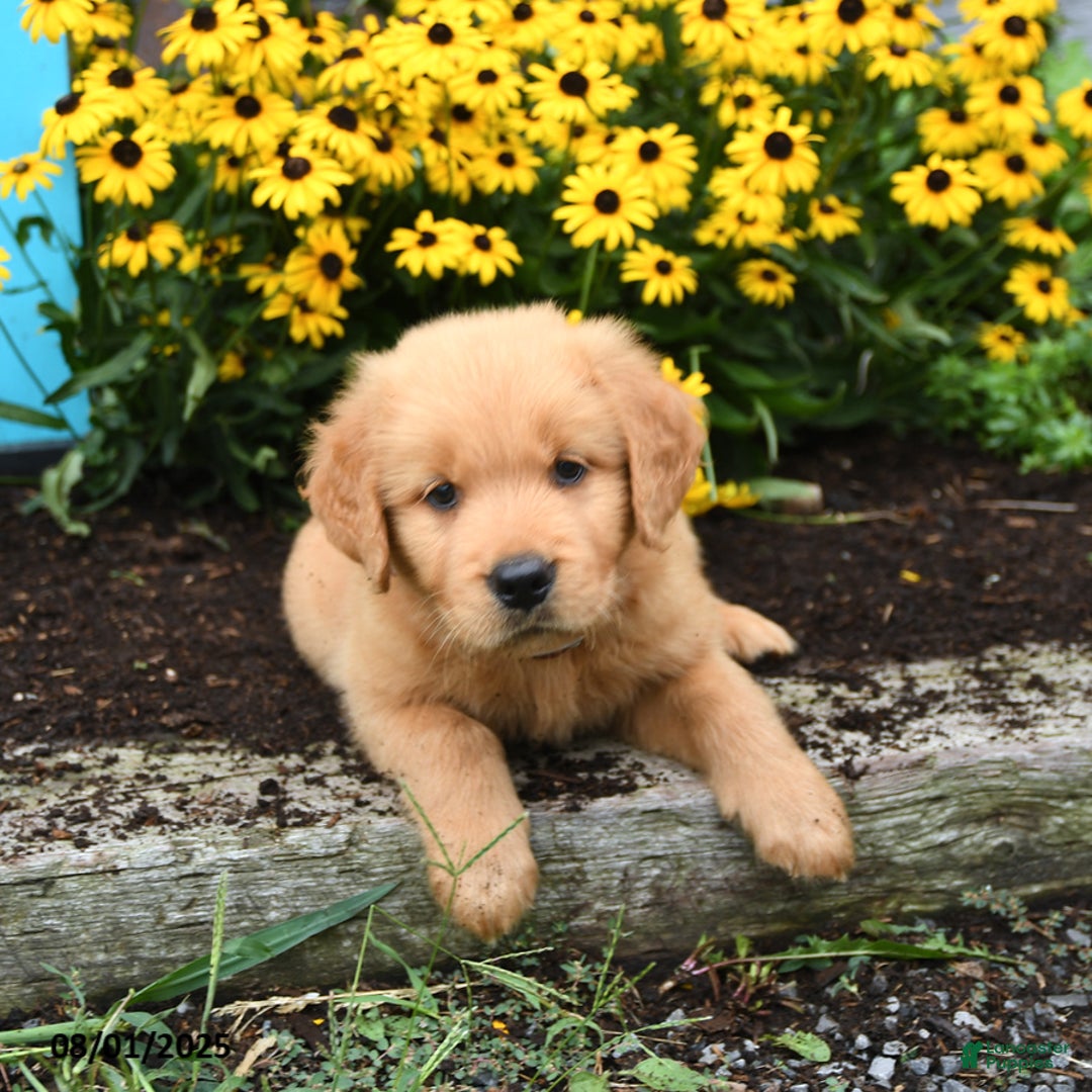Golden Retriever dogs for sale: Franklin - Image 5