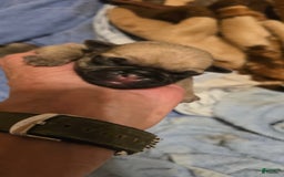 Pug dogs for sale: Don - Image 1