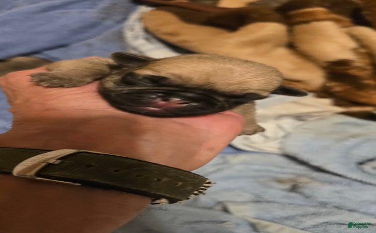Pug dogs for sale - Ad 5
