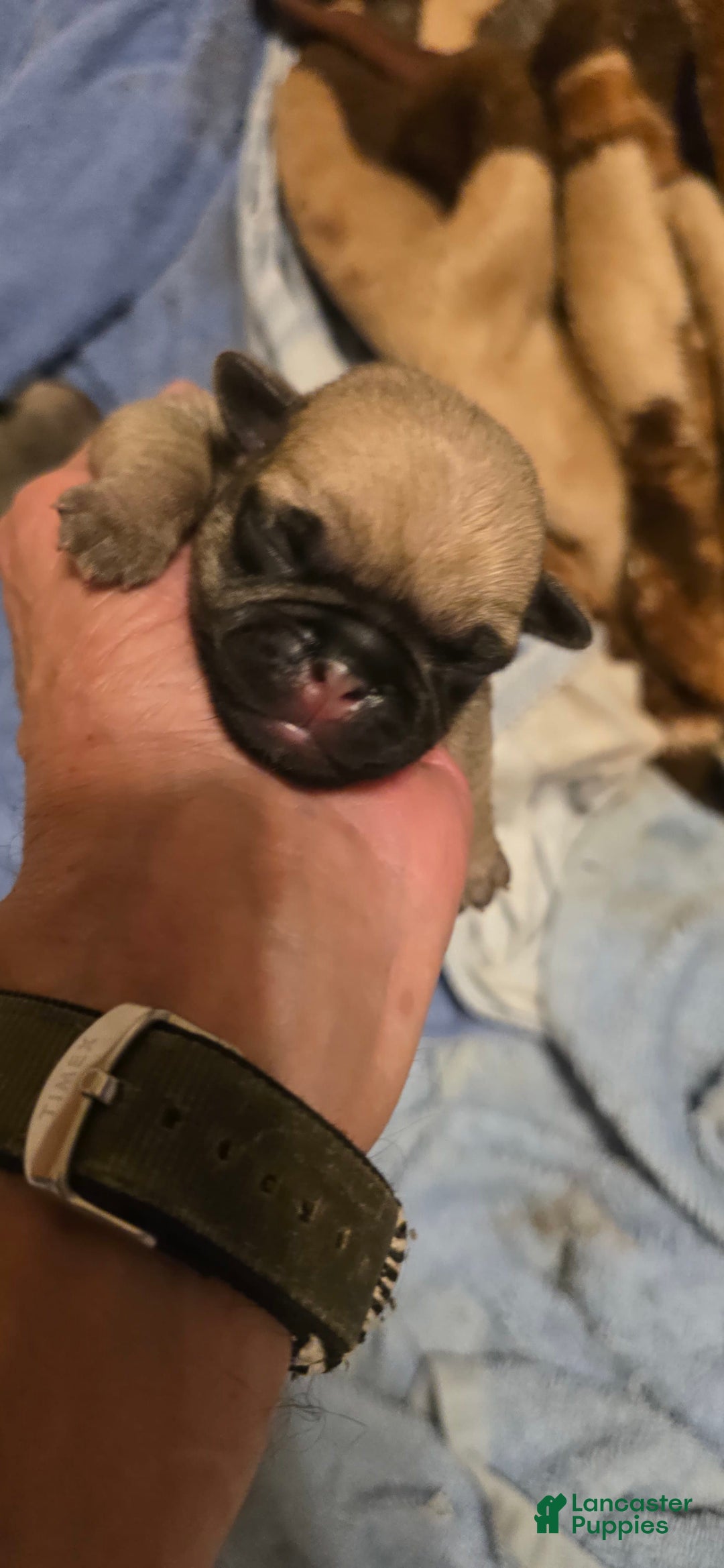 Pug dogs for sale: Don - Image 1